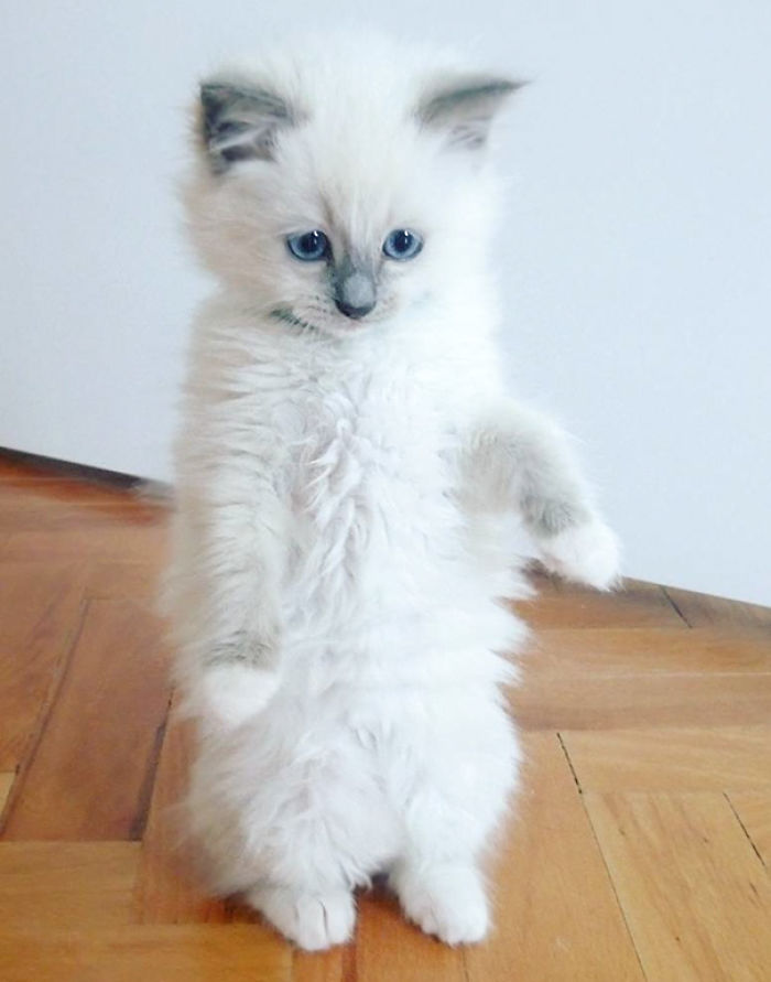 91 Cute Cats To Make Your Heart Melt