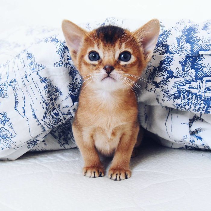 91 Cute Cats To Make Your Heart Melt