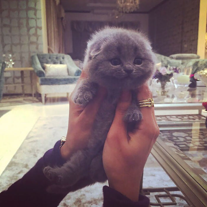 91 Cute Cats To Make Your Heart Melt