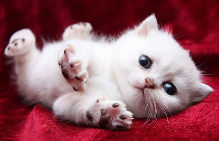 91 Cute Cats To Make Your Heart Melt
