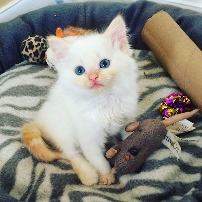 91 Cute Cats To Make Your Heart Melt
