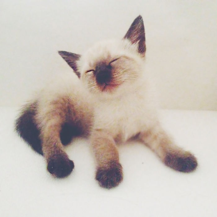 91 Cute Cats To Make Your Heart Melt