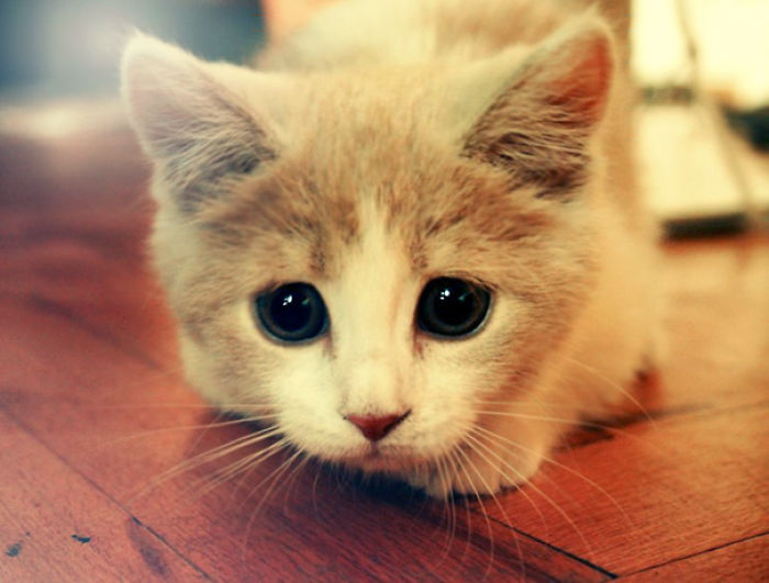 91 Cute Cats To Make Your Heart Melt