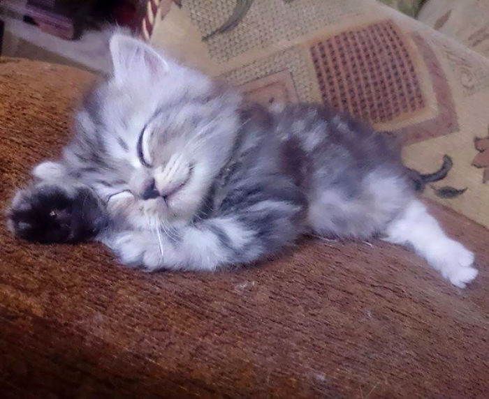 91 Cute Cats To Make Your Heart Melt