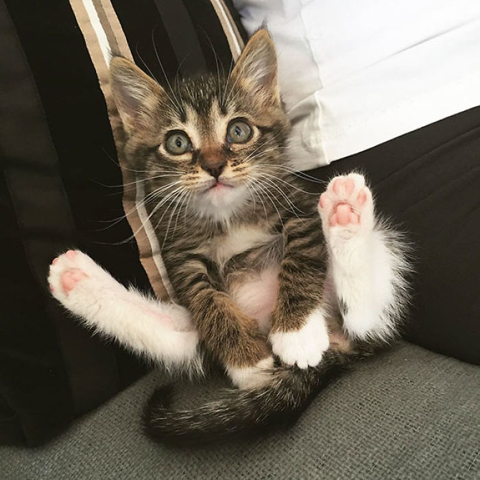 91 Cute Cats To Make Your Heart Melt