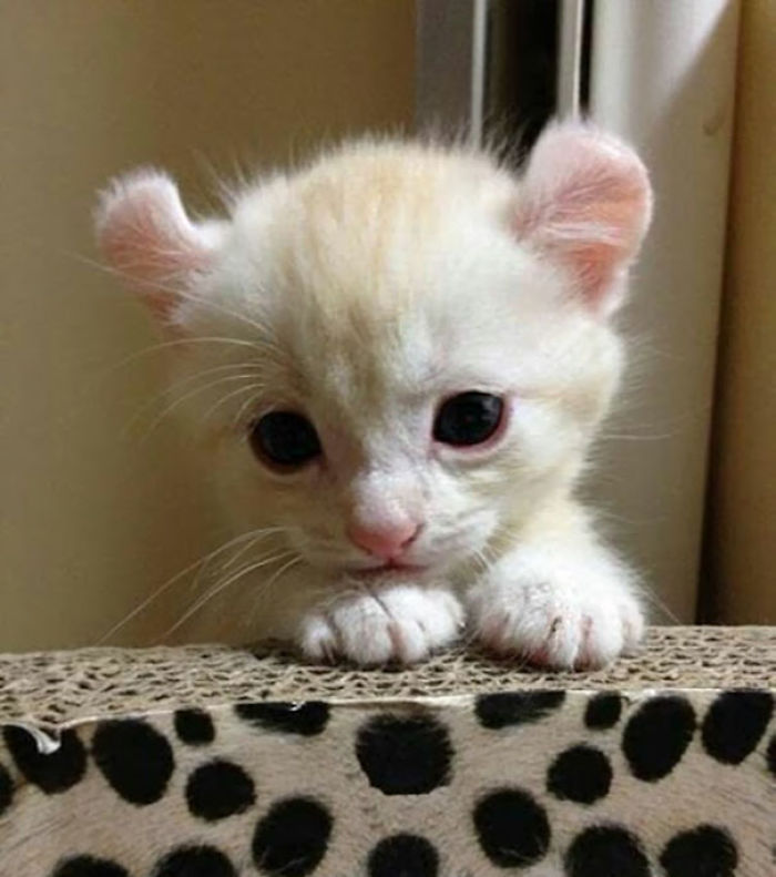 91 Cute Cats To Make Your Heart Melt