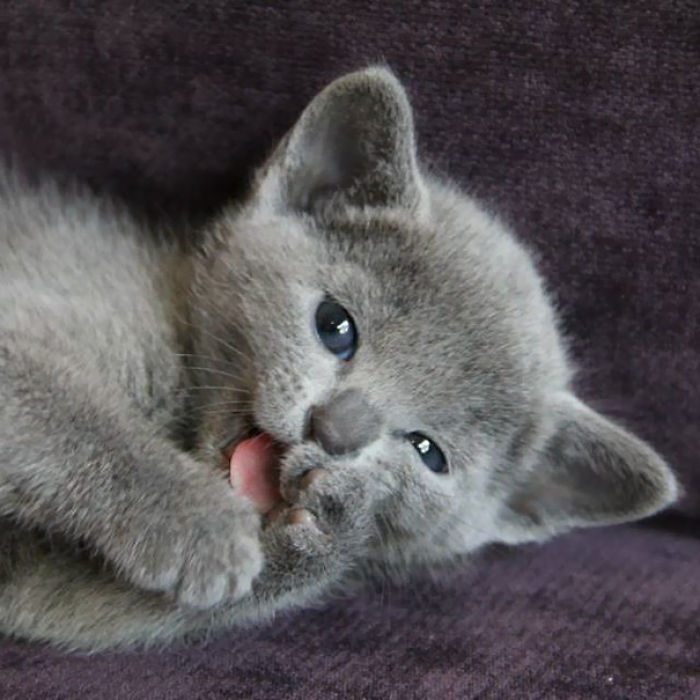 91 Cute Cats To Make Your Heart Melt