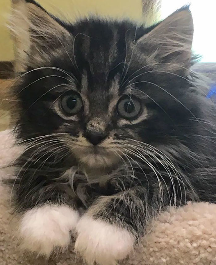 91 Cute Cats To Make Your Heart Melt