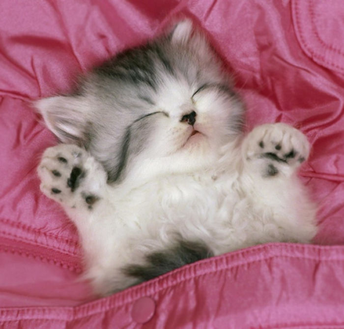 91 Cute Cats To Make Your Heart Melt