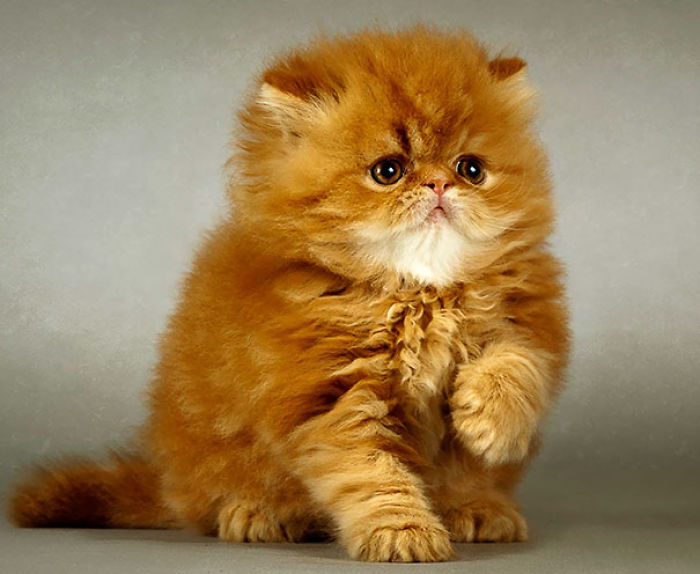 91 Cute Cats To Make Your Heart Melt