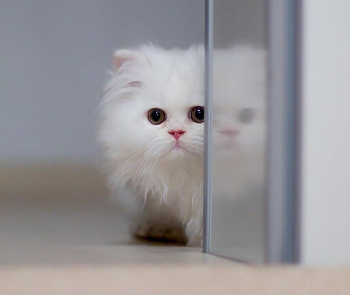 91 Cute Cats To Make Your Heart Melt