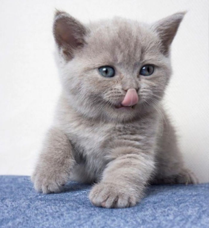 91 Cute Cats To Make Your Heart Melt