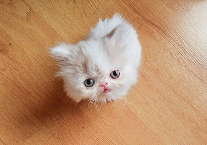 91 Cute Cats To Make Your Heart Melt
