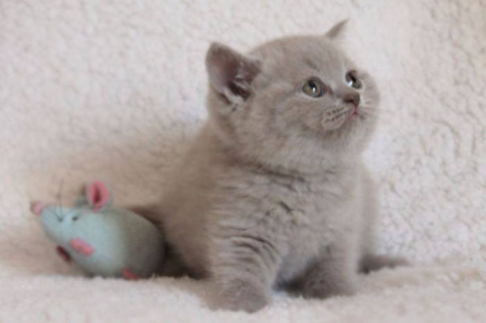 91 Cute Cats To Make Your Heart Melt