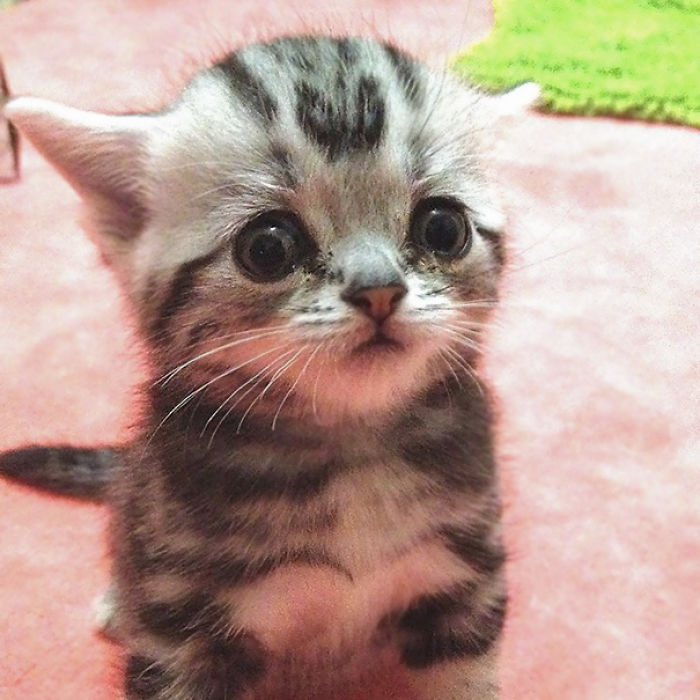 91 Cute Cats To Make Your Heart Melt