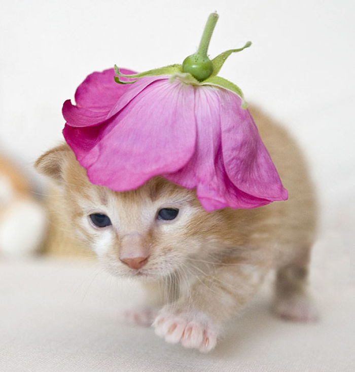 91 Cute Cats To Make Your Heart Melt