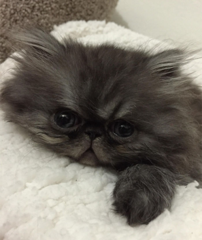 91 Cute Cats To Make Your Heart Melt