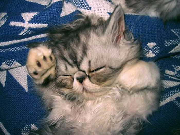 91 Cute Cats To Make Your Heart Melt