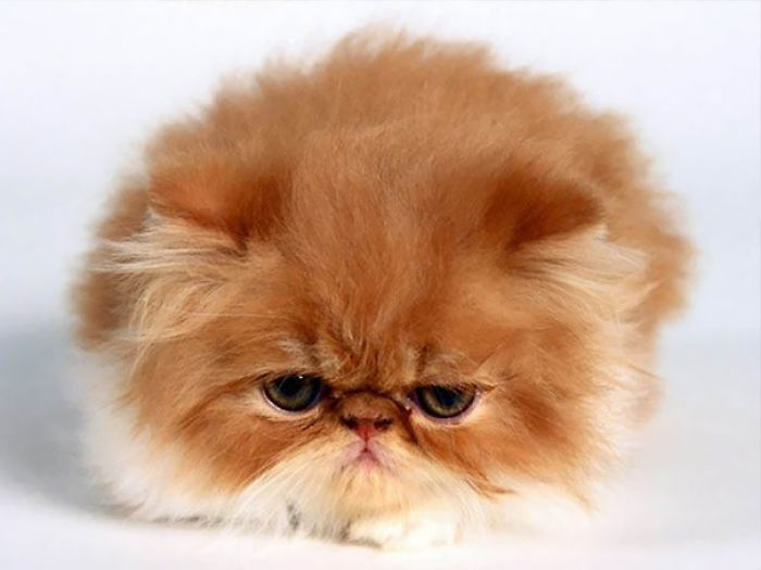 91 Cute Cats To Make Your Heart Melt