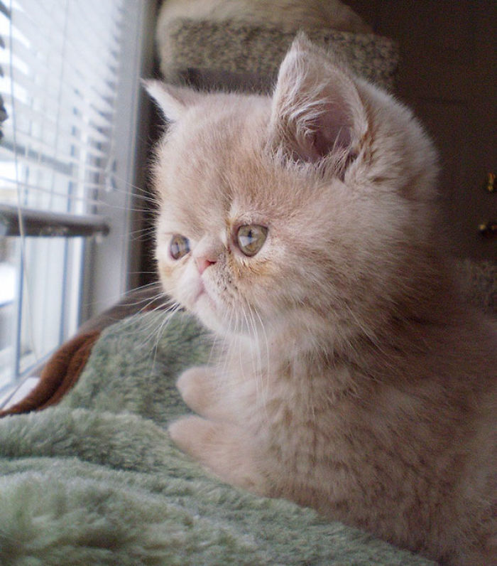 91 Cute Cats To Make Your Heart Melt