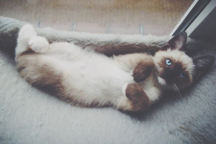 91 Cute Cats To Make Your Heart Melt