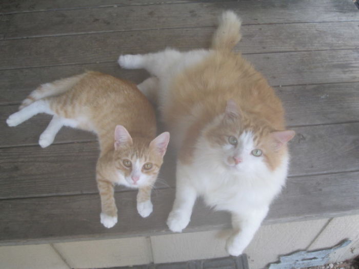 91 Cute Cats To Make Your Heart Melt