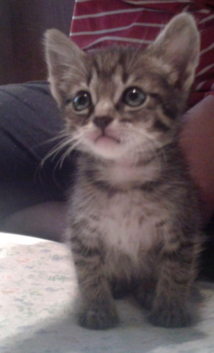 91 Cute Cats To Make Your Heart Melt