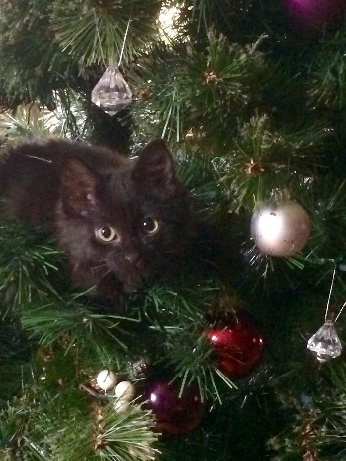 91 Cute Cats To Make Your Heart Melt