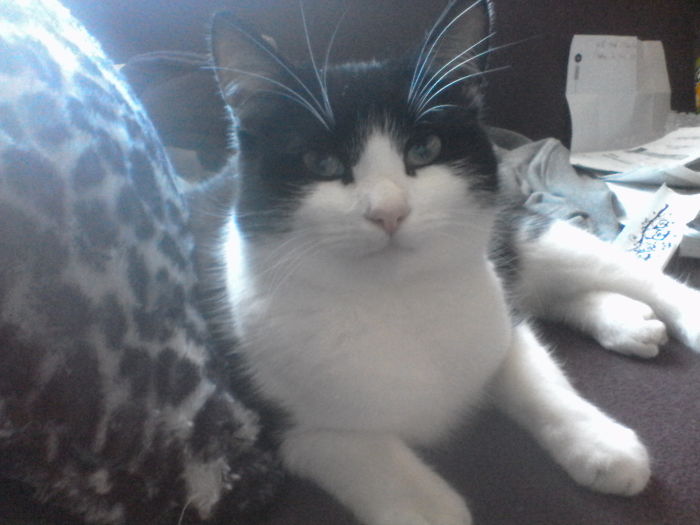 91 Cute Cats To Make Your Heart Melt