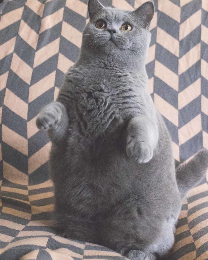 91 Cute Cats To Make Your Heart Melt