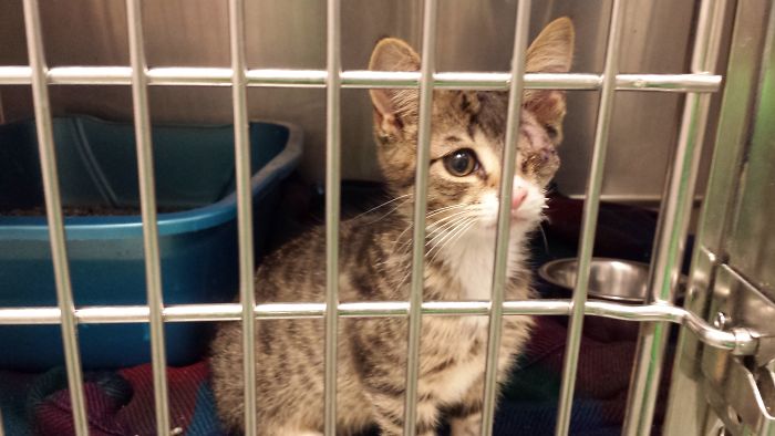 91 Cute Cats To Make Your Heart Melt