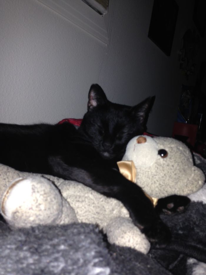 91 Cute Cats To Make Your Heart Melt