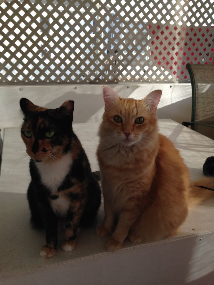 91 Cute Cats To Make Your Heart Melt