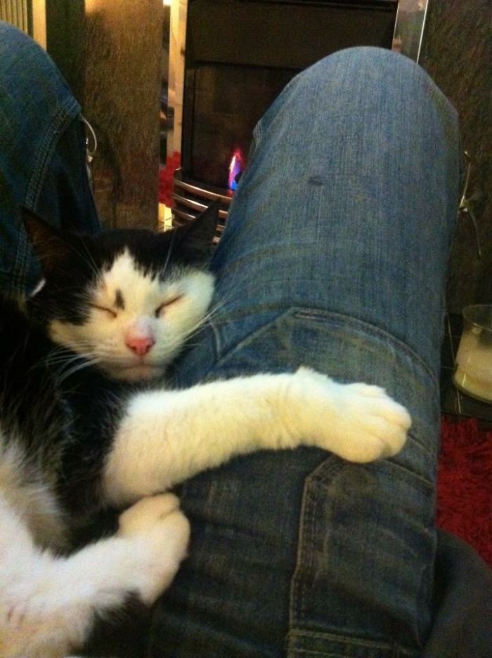 91 Cute Cats To Make Your Heart Melt