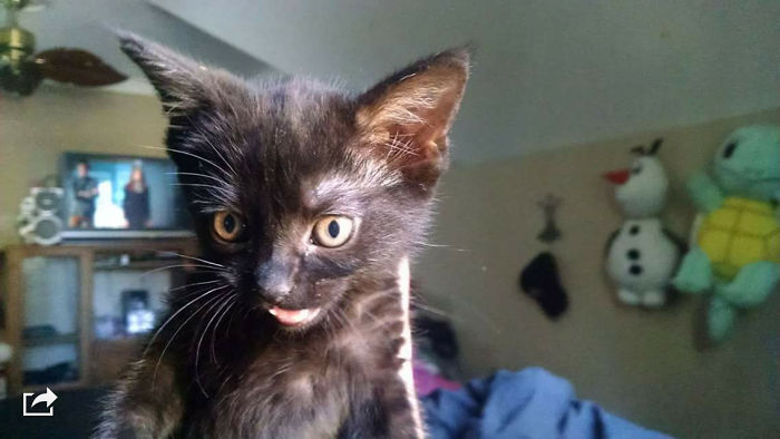 91 Cute Cats To Make Your Heart Melt
