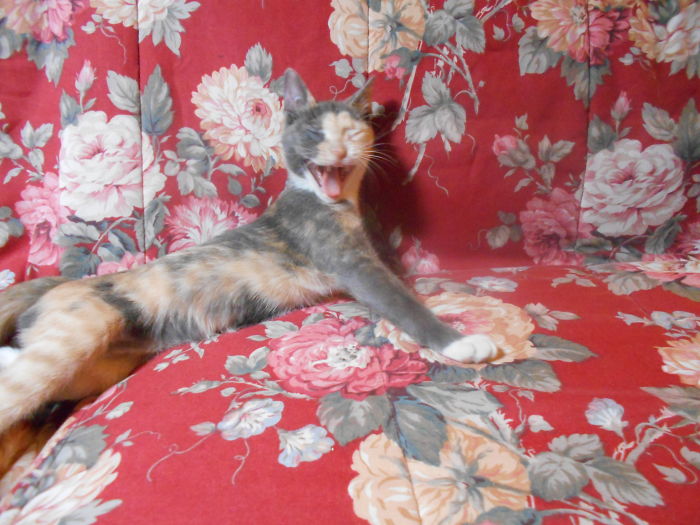 91 Cute Cats To Make Your Heart Melt