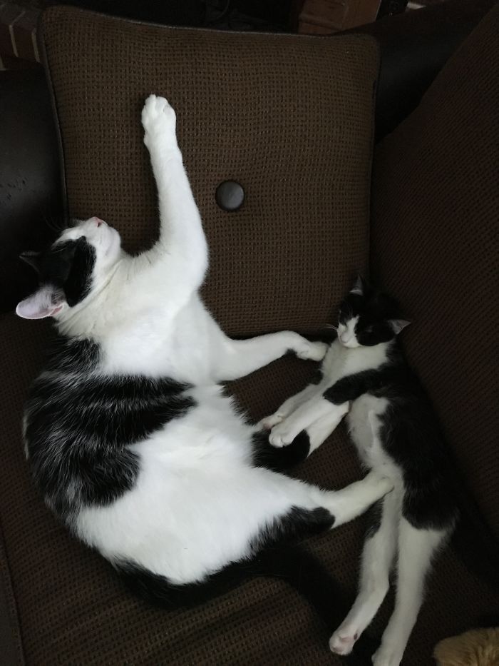 91 Cute Cats To Make Your Heart Melt