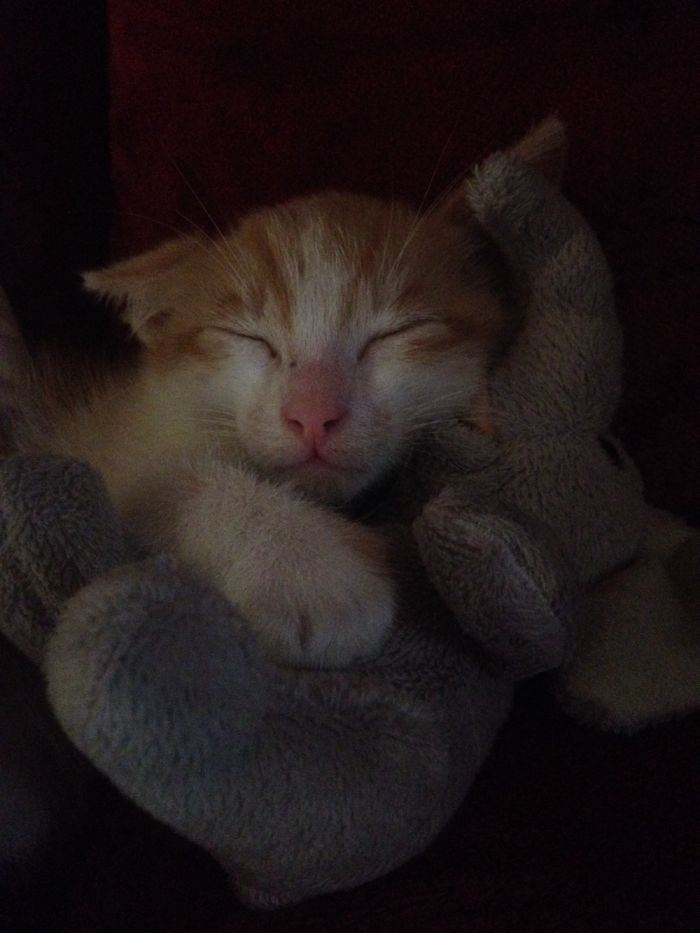 91 Cute Cats To Make Your Heart Melt