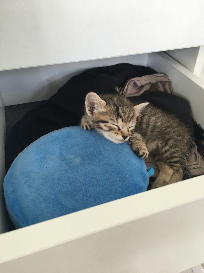 91 Cute Cats To Make Your Heart Melt