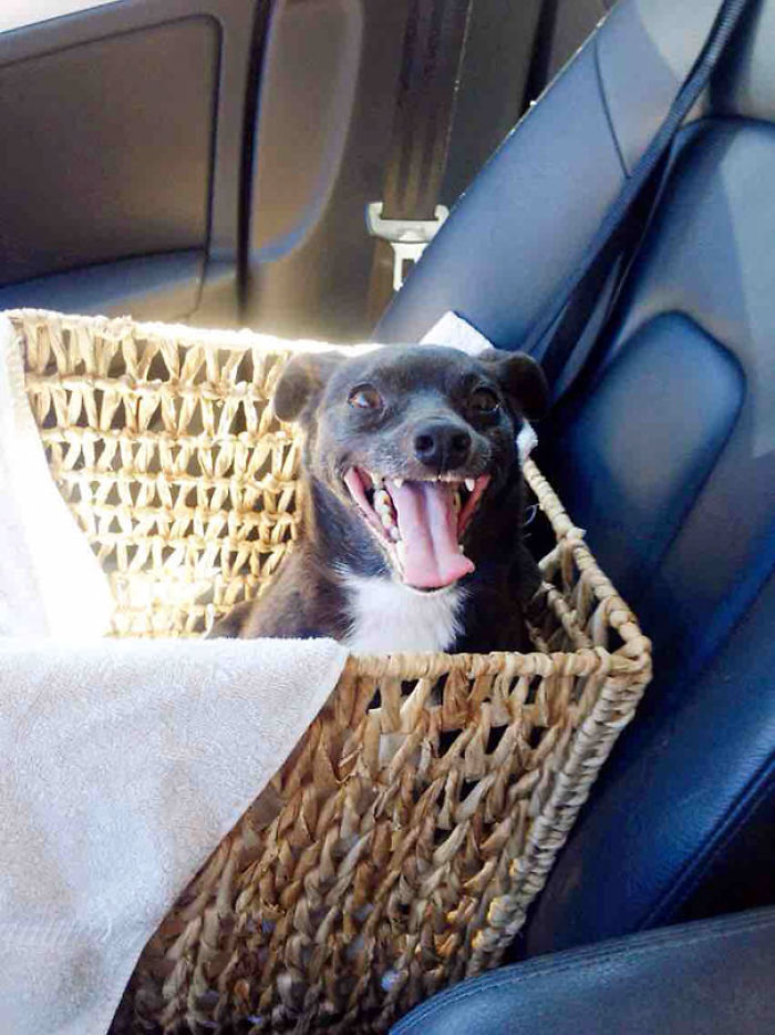 76 Of The Oldest Dogs Adopted By People With The Biggest Hearts