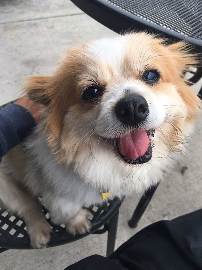 76 Of The Oldest Dogs Adopted By People With The Biggest Hearts