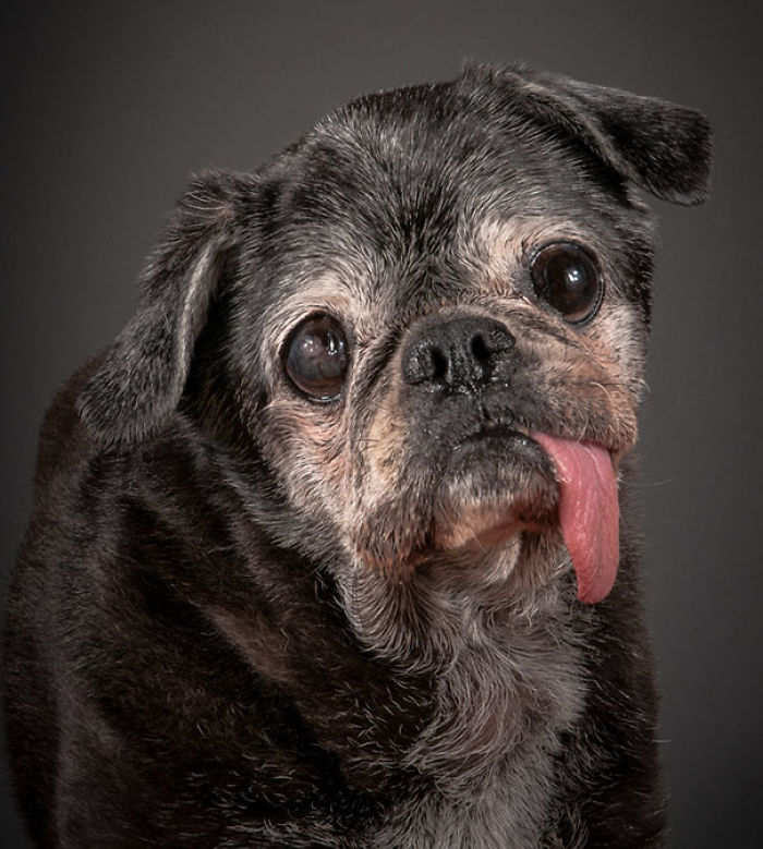 76 Of The Oldest Dogs Adopted By People With The Biggest Hearts