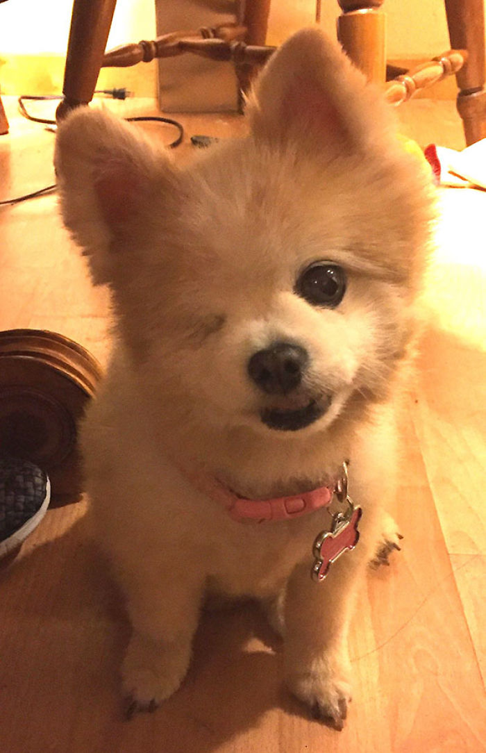 76 Of The Oldest Dogs Adopted By People With The Biggest Hearts