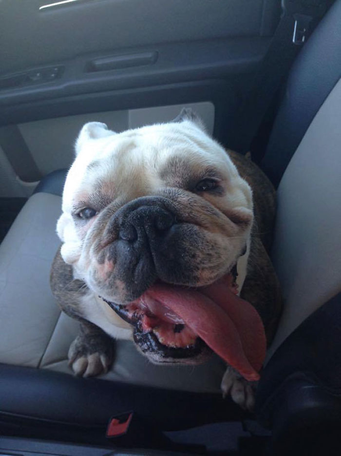 76 Of The Oldest Dogs Adopted By People With The Biggest Hearts