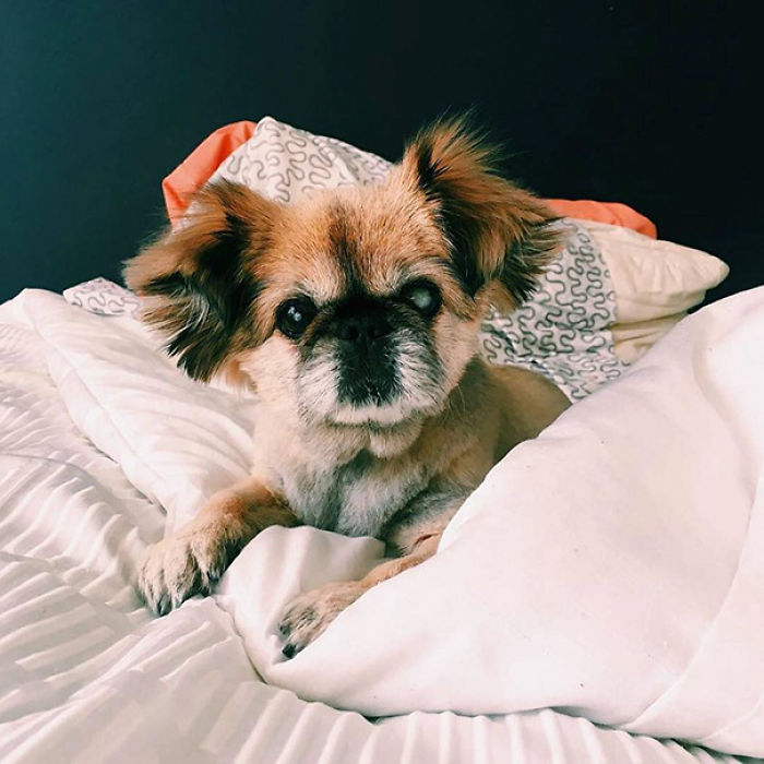 76 Of The Oldest Dogs Adopted By People With The Biggest Hearts