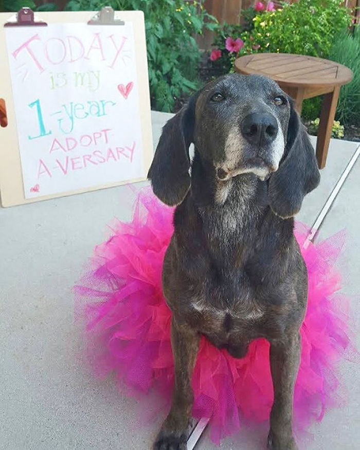 76 Of The Oldest Dogs Adopted By People With The Biggest Hearts