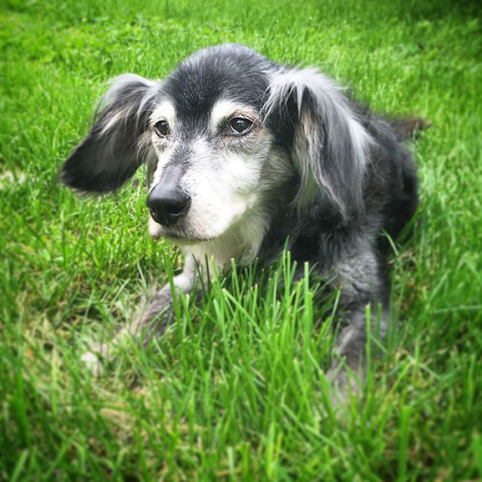76 Of The Oldest Dogs Adopted By People With The Biggest Hearts