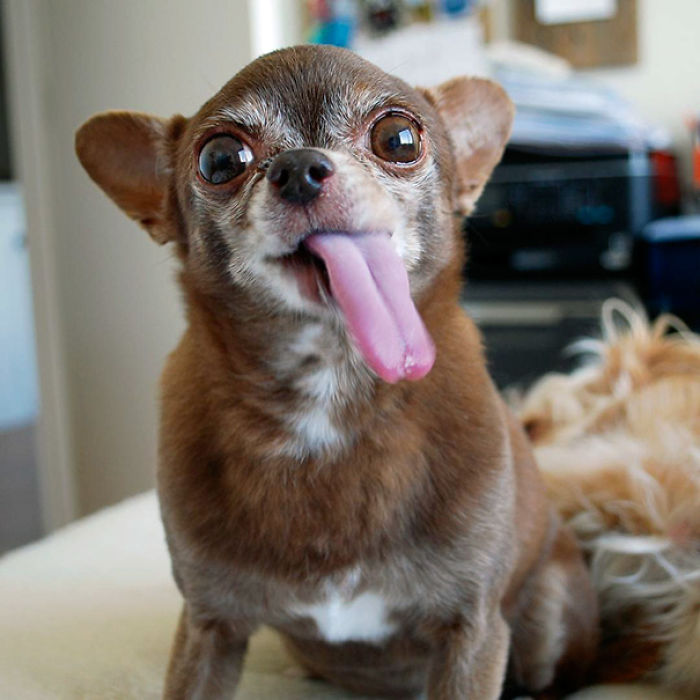 76 Of The Oldest Dogs Adopted By People With The Biggest Hearts