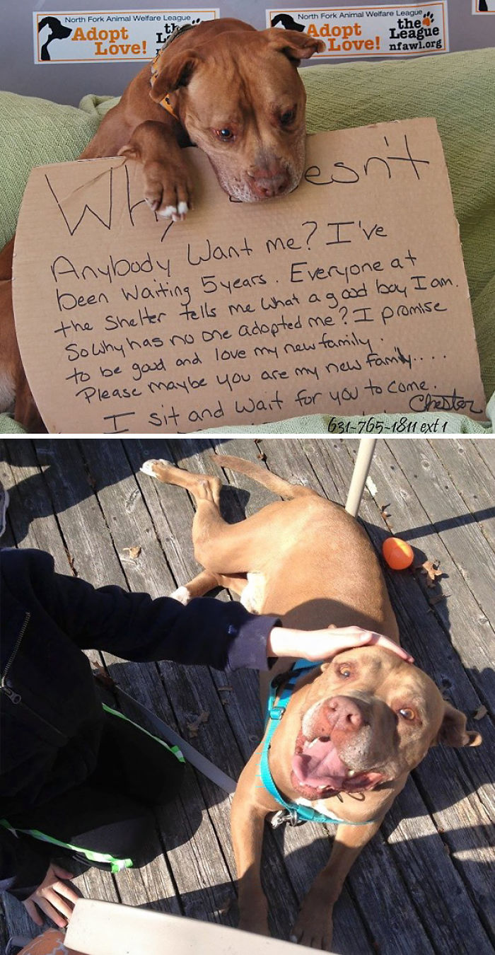 76 Of The Oldest Dogs Adopted By People With The Biggest Hearts