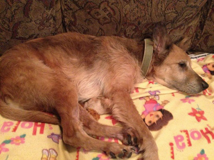 76 Of The Oldest Dogs Adopted By People With The Biggest Hearts